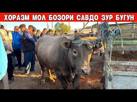 Видео: ХОРАЗМ БОГОТ МОЛ БОЗОРИ САВДО ЗУР БУГУН 11-СЕНТАБР НАРХЛАР КАНДАЙ БУ́ЛЯБДИ !!! ХОРАЗМ БОЗОР