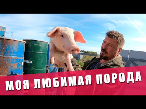 Видео: ПОРОДА СВИНЕЙ - ЛАНДРАС | ПРИВЕЗЛИ СВИНЕЙ 10-КГ | ЗЕМЛЯ ДЛЯ МНОГОДЕТНЫХ | ОГОРОД | ВАРИМ СВИНЬЯМ