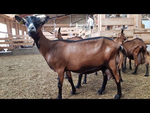 Видео: Правильная дегельминтизация коз