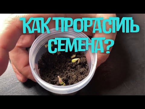 Видео: Как прорастить семена? / Ватные диски, губки и др. Варианты / MrGrowChannel