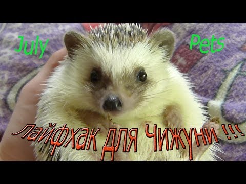 Видео: Африканский еж ! Лайфхаки и Игрушки для ежей !