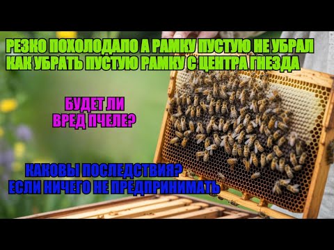 Видео: Как ЗАБРАТЬ ПУСТУЮ РАМКУ С ЦЕНТРА ПЧЕЛИНОГО КЛУБА КОГДА ПОХОЛОДАЛО не НАВРЕДИВ ЛУЧШИЕ МЕТОДЫ ✅☝️🐝