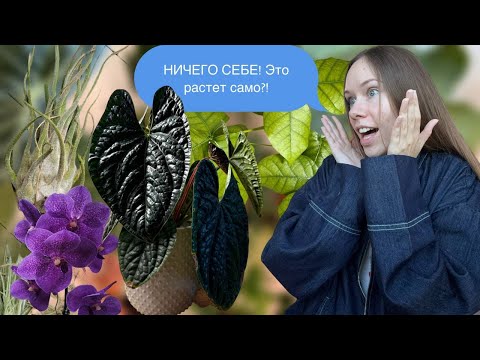 Видео: 5 РЕДКИХ РАСТЕНИЙ, которые ведут себя лучше, чем популярные