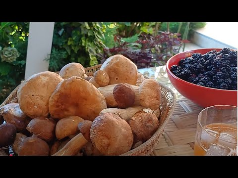 Видео: Из Закарпатья с любовью!  А так же садовые дела и прогулки.