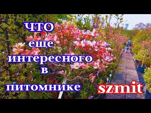 Видео: 🌿🌺Что еще интересного в польском питомнике "Szmit" !  Что покупают в Польше 2025 г.?