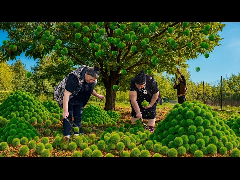 Видео: Сбор каштанов в горах | Традиционная деревенская жизнь и рецепт плова