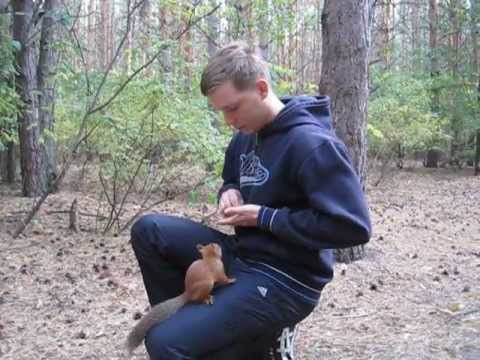 Видео: Супер смелые  смешные белки! наш отдых в Красноярке.