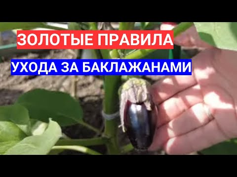 Видео: НЕ РАСТУТ БАКЛАЖАНЫ - ИСПРАВЛЯЙТЕ ОШИБКИ! УХОД ЗА БАКЛАЖАНАМИ ПОСЛЕ ВЫСАДКИ: ПОДВЯЗКА И ПАСЫНКОВАНИЕ