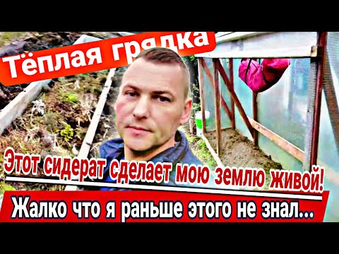 Видео: Тёплая грядка на даче/ Посеял сидерат, земля будет как пух.