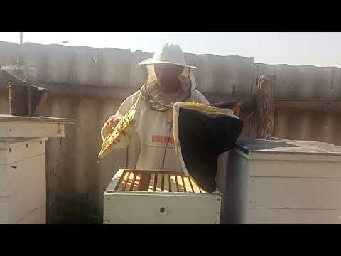 Видео: Самый простой способ заставить пчел подняться в магазин .