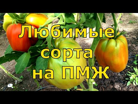 Видео: Мои любимые сорта томатов, 10-ка лучших