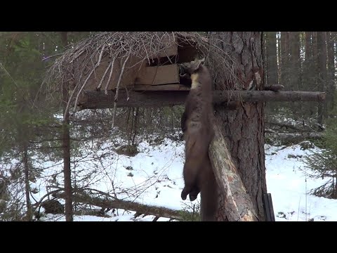 Видео: Охота на Куницу и Соболя капканами. Сезон 2020-2021