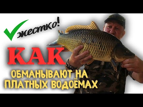 Видео: WARNING!! ОБМАН НА ПЛАТНЫХ ВОДОЁМАХ / ЧТО НУЖНО ЗНАТЬ! #fishing #fish #трофей #carpfishing #рыбалка