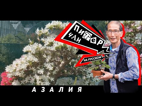 Видео: Азалии Сацуки