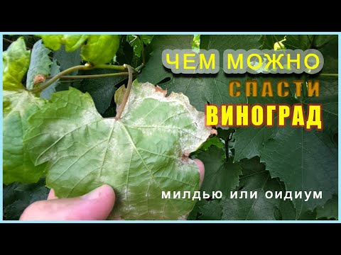 Видео: Летние болезни виноградника: эффективные способы защиты.