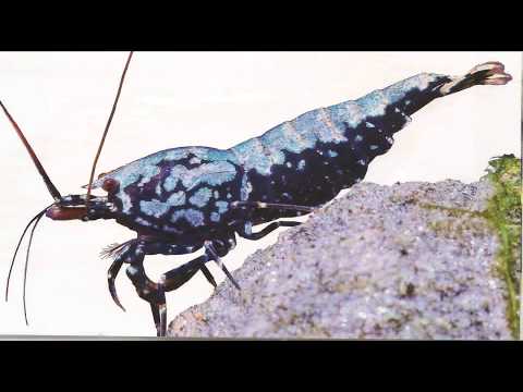 Видео: Аквачеллендж Буква К  КРЕВЕТКИ аквариумные Аквариум Аквариумистика