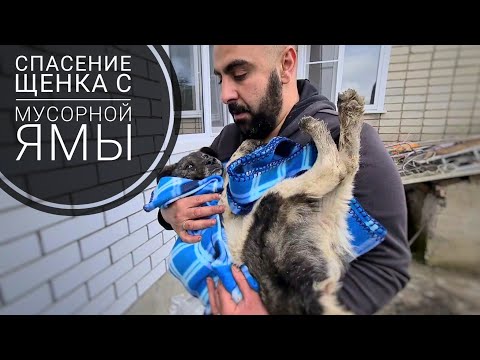 Видео: Подобрала щенка с трассы. Привезла Дину после аварии. Реакция мамы.