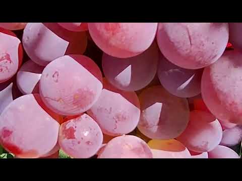 Видео: ВИНОГРАД. ПОЗДНИЕ СОРТА.