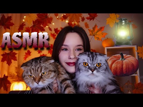 Видео: ASMR Забота о тебе Массаж. Котики Мёд Care Mouth sounds Pumpkin Honey Cats Visual Triggers Massage