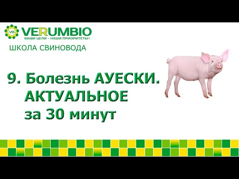 Видео: Болезнь Ауески. Актуальное за 30 минут