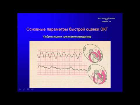 Видео: Основы электрокардиографии у собак и кошек для чайников