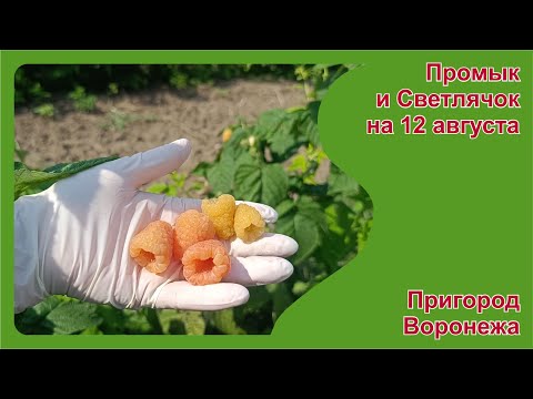 Видео: Желтоплодная малина Промык и Светлячок на 12 августа 2025. Пригород Воронежа.