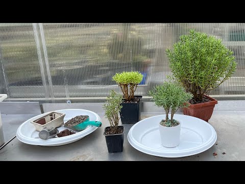 Видео: Бонсай из Крассулы Толстянки - Crassula tetragona обрезка, пересадка, уход и формирование