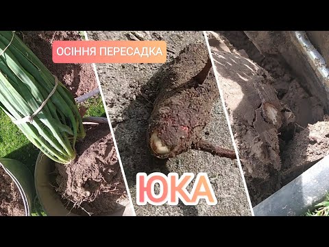 Видео: Юка||Пересадка||Восени