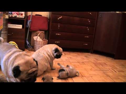 Видео: мопсики