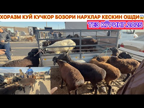 Видео: ХОРАЗМ КУЙ КУЧКОР БОЗОРИ НАРХЛАР КЕСКИН ОШДИ😱 5-октябь 2025 г.