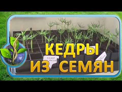 Видео: Кедр из семян  - с большим процентом всхожести!