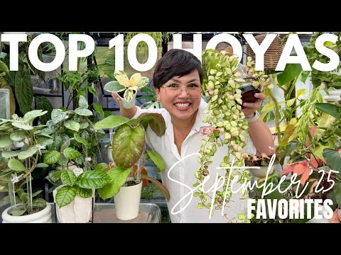 Видео: 10 самых любимых хой сентября 🌿✨ | Редкие вариегатные, серебристые и сплэши