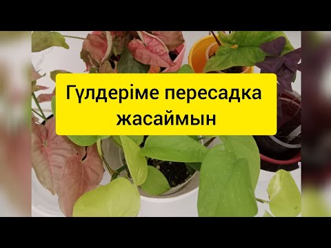 Видео: Гүлдерге пересадка жасау