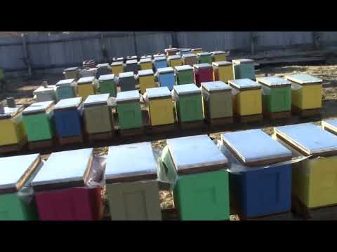 Видео: Весенние работы на пасеке