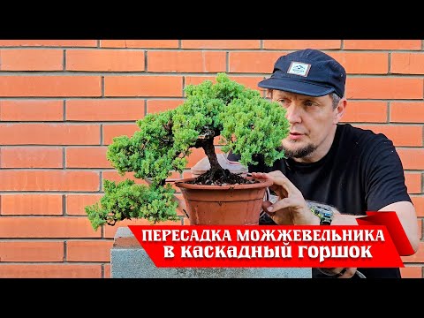 Видео: Пересадка можжевельника в каскадный керамический горшок @Studio.Bonsai