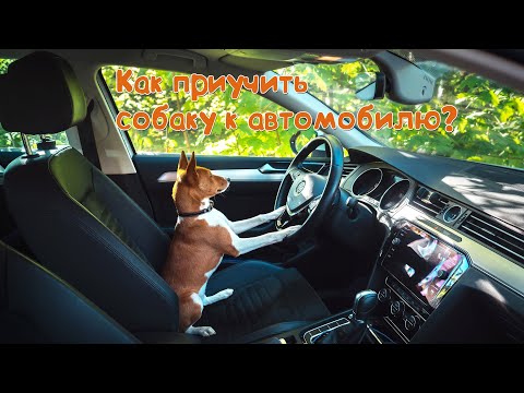 Видео: Как приучить щенка к авто или перевозка собак в машине | How to teach puppy to car?