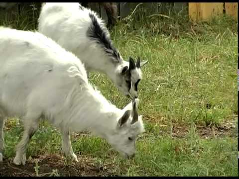 Видео: Домашняя ферма   Козы