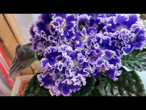 Видео: Сентябрь 2022/Выставка фиалок в Доме фиалок на Пятницкой#домфиалки#выставкафиалок#