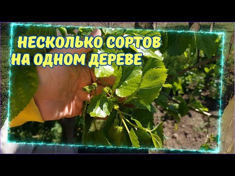 Видео: Прививка вращеп сливы и шелковицы, С РЕЗУЛЬТАТОМ !!!