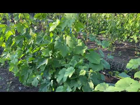 Видео: Полив винограда во время цветения! Много тонкостей и нюансов, лучше не пропустить, крайне важно