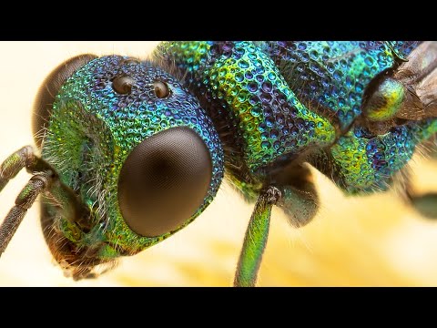 Видео: 4 причины попробовать макрофотографию