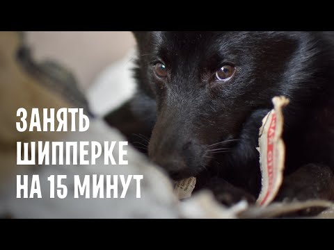 Видео: Развлечение для шипперке: чем занять собаку хотя бы на 15 минут?