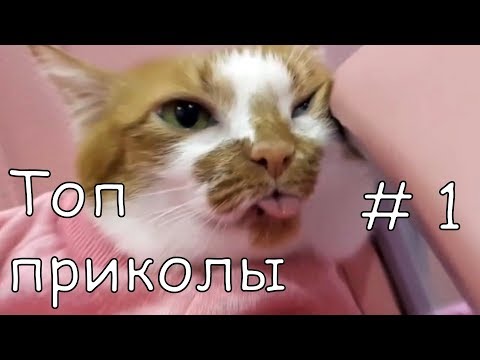 Видео: Такого вы еще не видели | ТОП COUB приколы # 1 | Лучшие Приколы COUB |