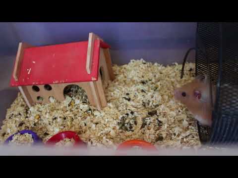 Видео: Уборка в клетке у песчанок и хомяка