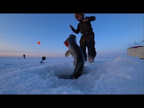 Видео: Огромные щуки на жерлицы в Якутии! Fishing pike Yakutia