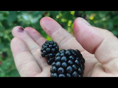 Видео: Ежевика Полар и др. Великий Новгород