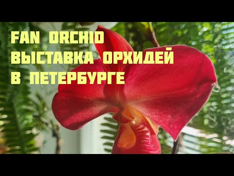 Видео: Fan Orchid. Выставка орхидей в Петербурге(ну и немного моих цветений)