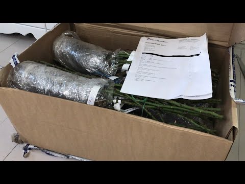 Видео: Распаковка посылки .Розы Вдохновения .26 марта 2022 г.