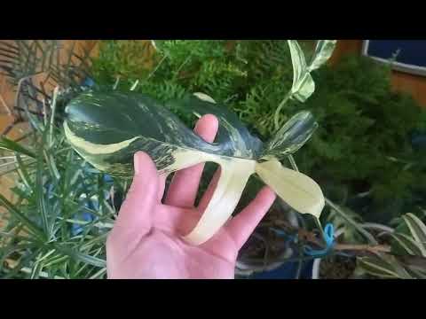 Видео: Комнатные растения. Уборка в цветочной комнате.