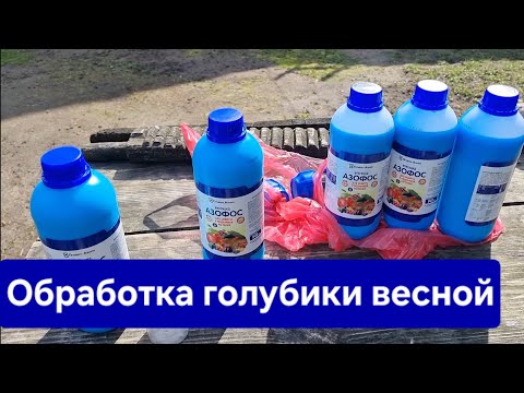 Видео: Обработка голубики весной для начинающих. Секрет здоровой голубики. АЗОФОС